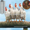 best quality galvanized chicken wire mesh factory